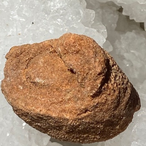 Stromatolite Fossile