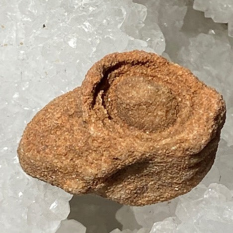 Stromatolite Fossile