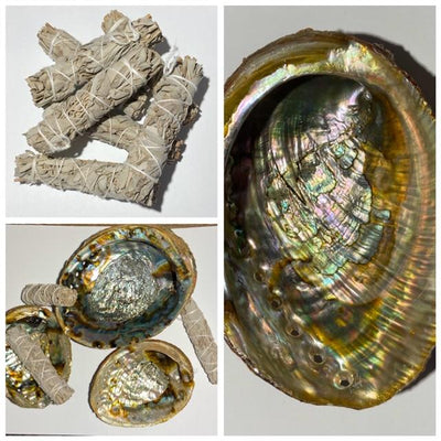 Coquille d'Ormeau  ( Abalone Shell)