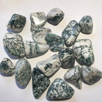 AGATE ARBRE