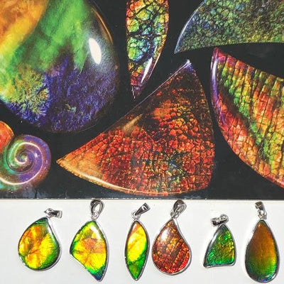 AMMOLITE DU CANADA (Rare)