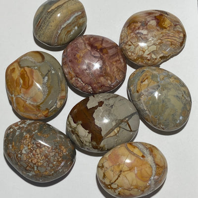 JASPE IBIS