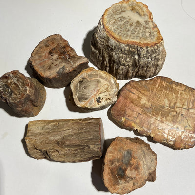 BOIS PÉTRIFIÉ