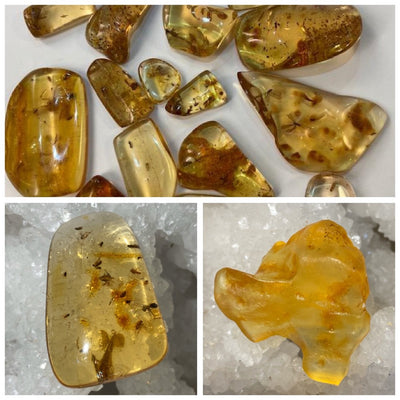 AMBRE VÉRITABLE  (16 Millions d'années)