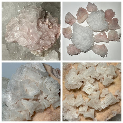 HALITE