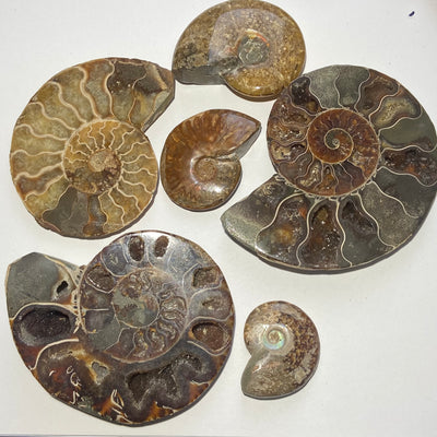 AMMONITE FOSSILISÉE