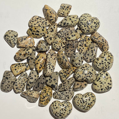 JASPE DALMATIEN