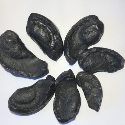 OREILLES INTERNES DE BALEINE FOSSILISÉES