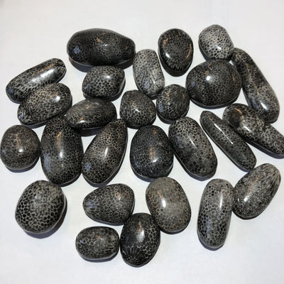 PIERRE BRYOZOAIRE