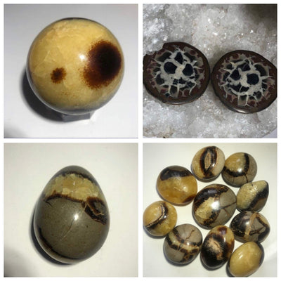 SEPTARIA