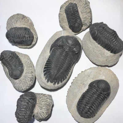 TRILOBITE