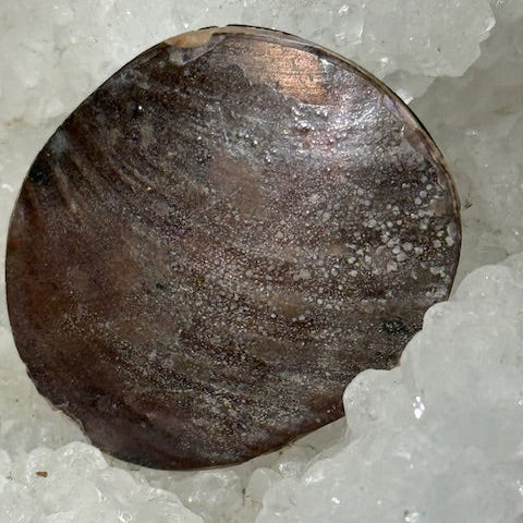Ammonite Pyriteuse