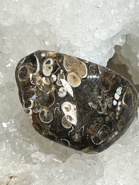 Agate Fossile Turitelle