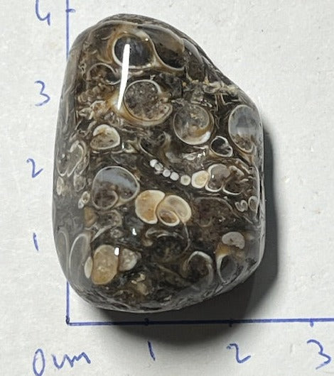 Agate Fossile Turitelle