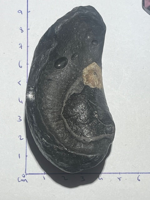 Fossilized Whale Inner Ear