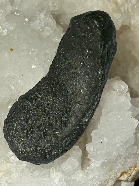 Fossilized Whale Inner Ear