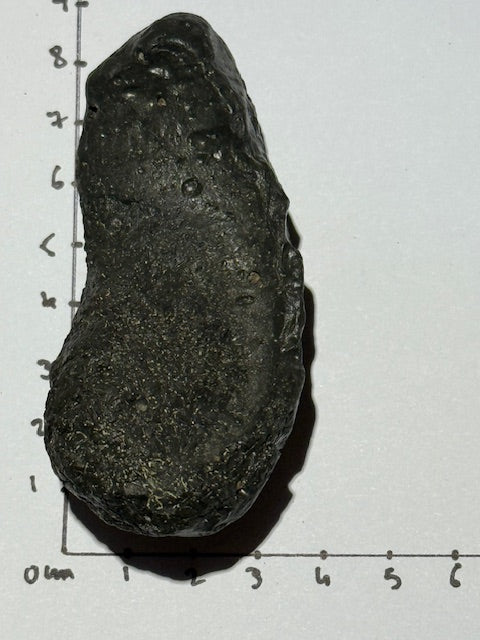 Fossilized Whale Inner Ear