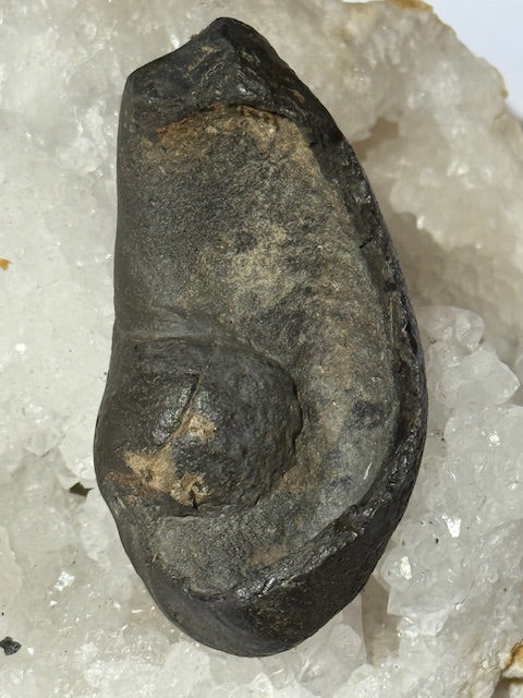 Fossilized Whale Inner Ear