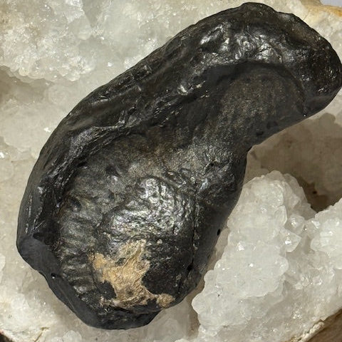 Fossilized Whale Inner Ear