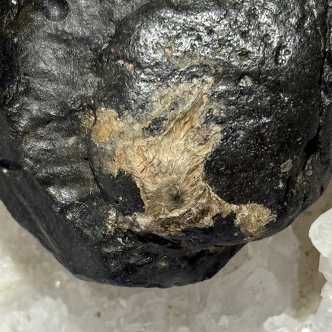 Fossilized Whale Inner Ear