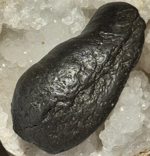 Fossilized Whale Inner Ear