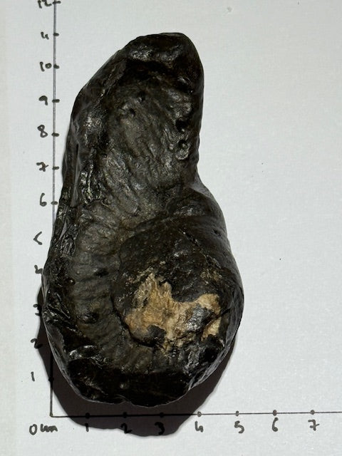 Fossilized Whale Inner Ear