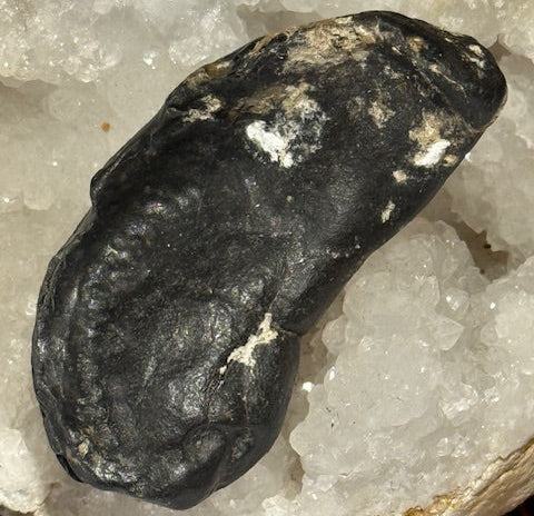 Fossilized Whale Inner Ear