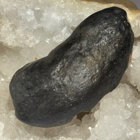 Oreille Interne de Baleine Fossilisée