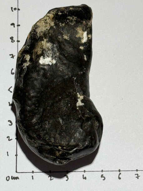 Oreille Interne de Baleine Fossilisée