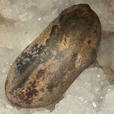 Oreille Interne de Baleine Fossilisée