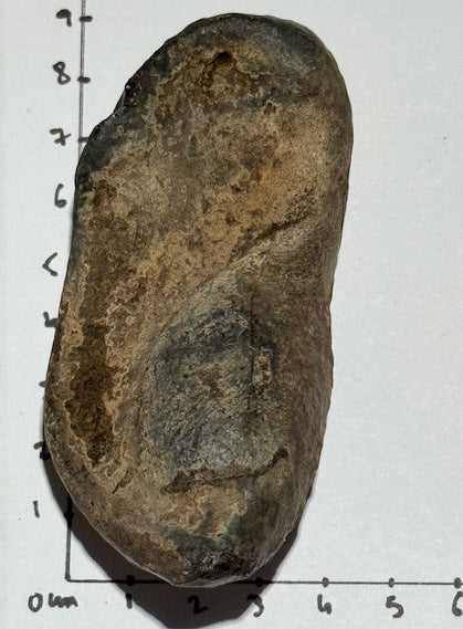 Oreille Interne de Baleine Fossilisée