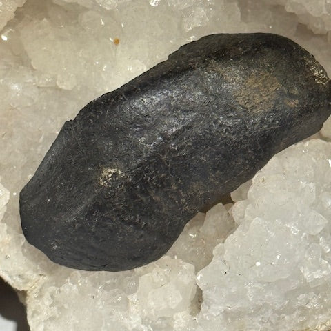 Oreille Interne de Baleine Fossilisée