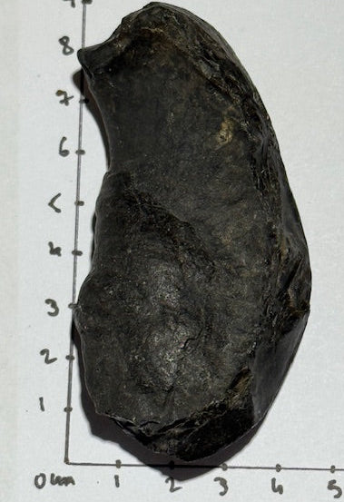 Oreille Interne de Baleine Fossilisée