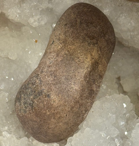 Oreille Interne de Baleine Fossilisée