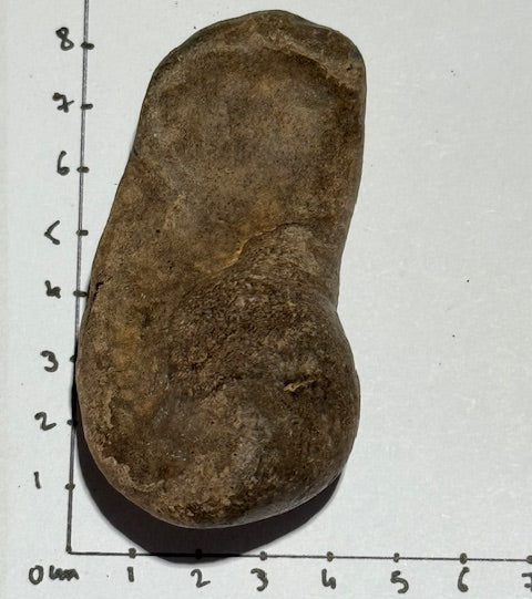 Oreille Interne de Baleine Fossilisée