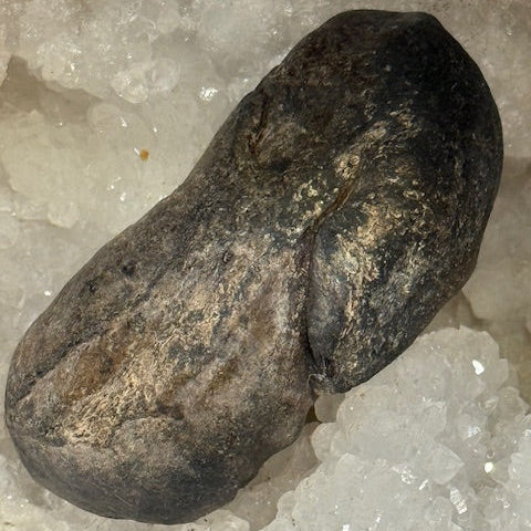 Oreille Interne de Baleine Fossilisée