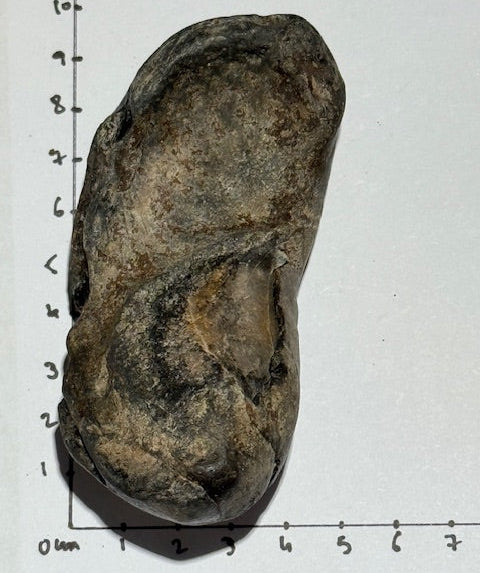 Oreille Interne de Baleine Fossilisée