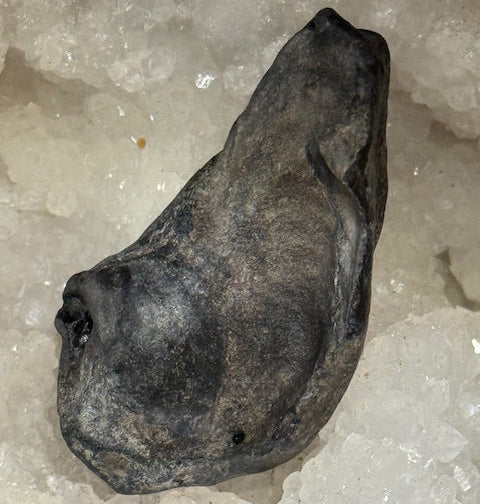 Oreille Interne de Baleine Fossilisée