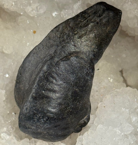 Oreille Interne de Baleine Fossilisée