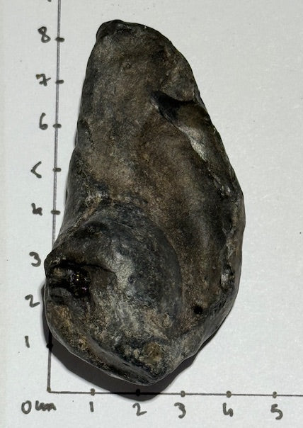 Oreille Interne de Baleine Fossilisée