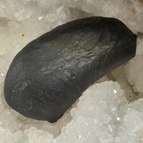 Oreille Interne de Baleine Fossilisée