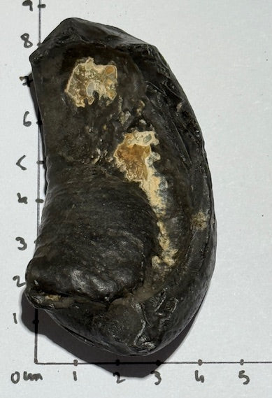 Oreille Interne de Baleine Fossilisée