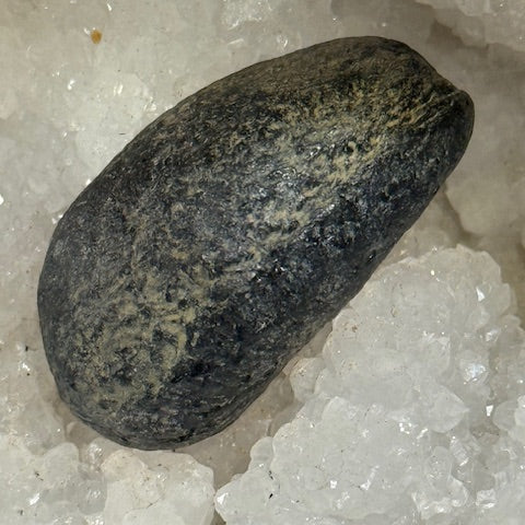 Oreille Interne de Baleine Fossilisée