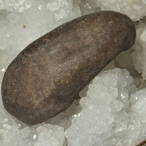 Oreille Interne de Baleine Fossilisée