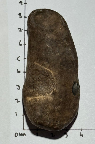 Oreille Interne de Baleine Fossilisée