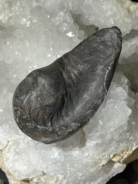 Fossilized Whale Inner Ear