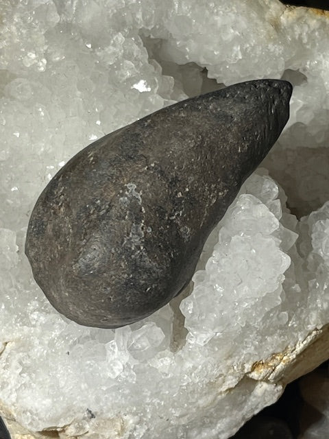 Fossilized Whale Inner Ear