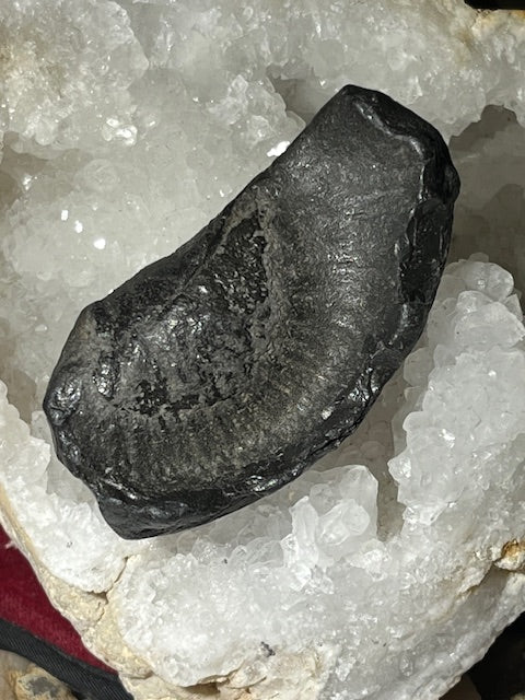 Fossilized Whale Inner Ear