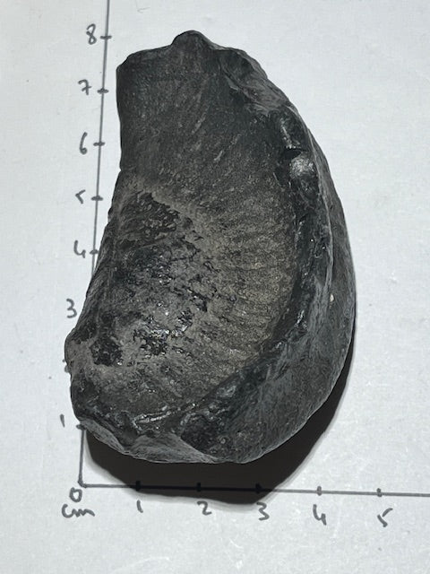 Fossilized Whale Inner Ear