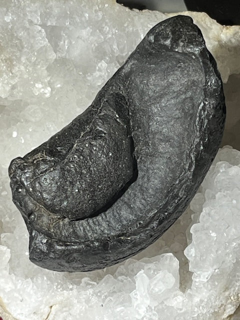 Fossilized Whale Inner Ear